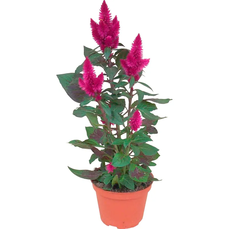 Celosia venezuelana 3 fiori