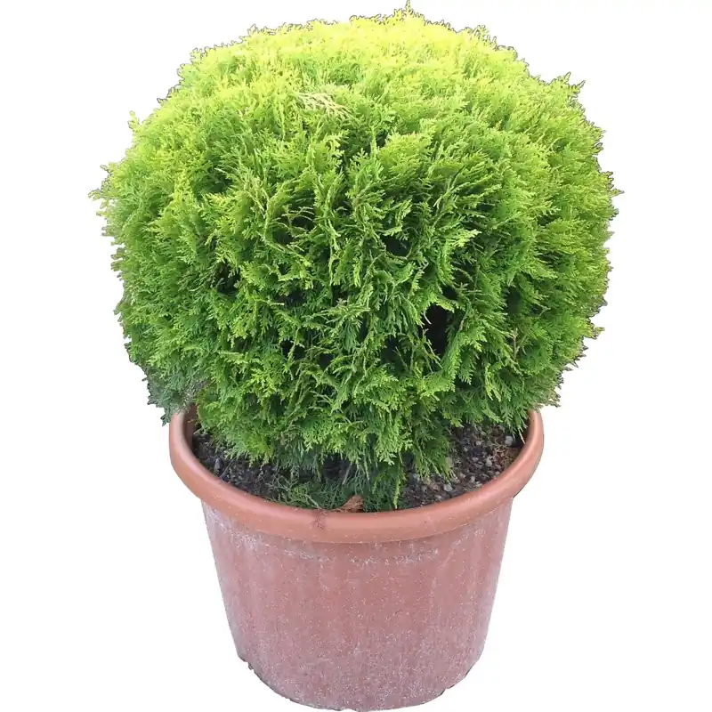 Tuia dorata palla 40-50 cm
