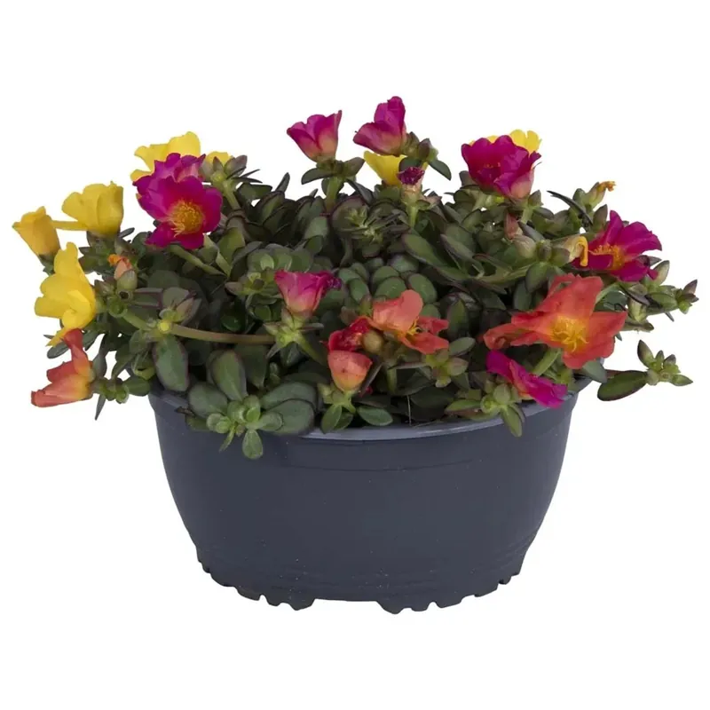 Portulaca Nano Tricolor Xl vaso 17 cm