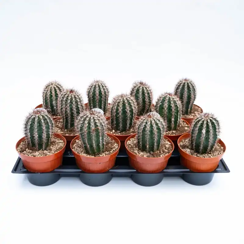 Echinopsis Haku-jo Maru cactus da fiore in vaso 12 cm