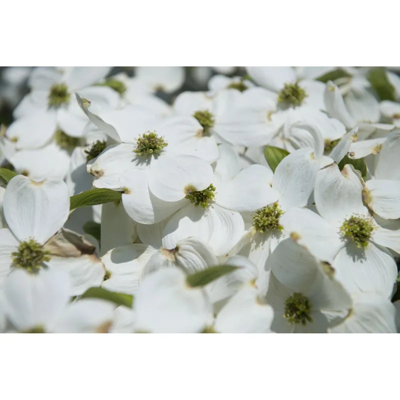 Cornus florida cespuglio h 100/125 cm