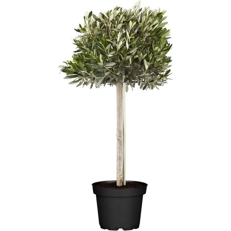 Olea Europaea Mezzofusto vaso 35 cm