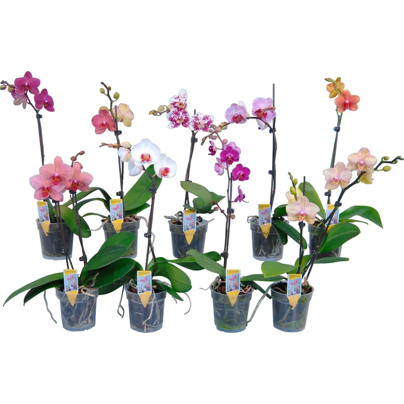 Orchidea Phalaenopsis 1 ramo vaso 12 cm