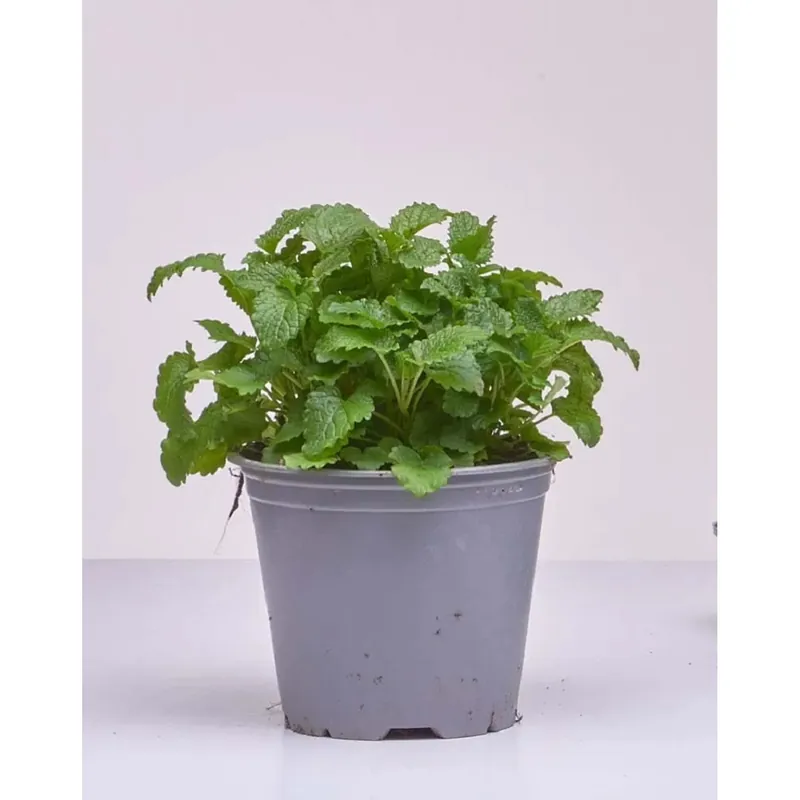Melissa cespuglio vaso Ø 14 cm