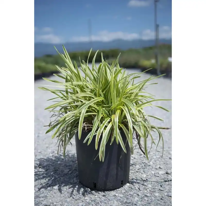Liriope in varietà