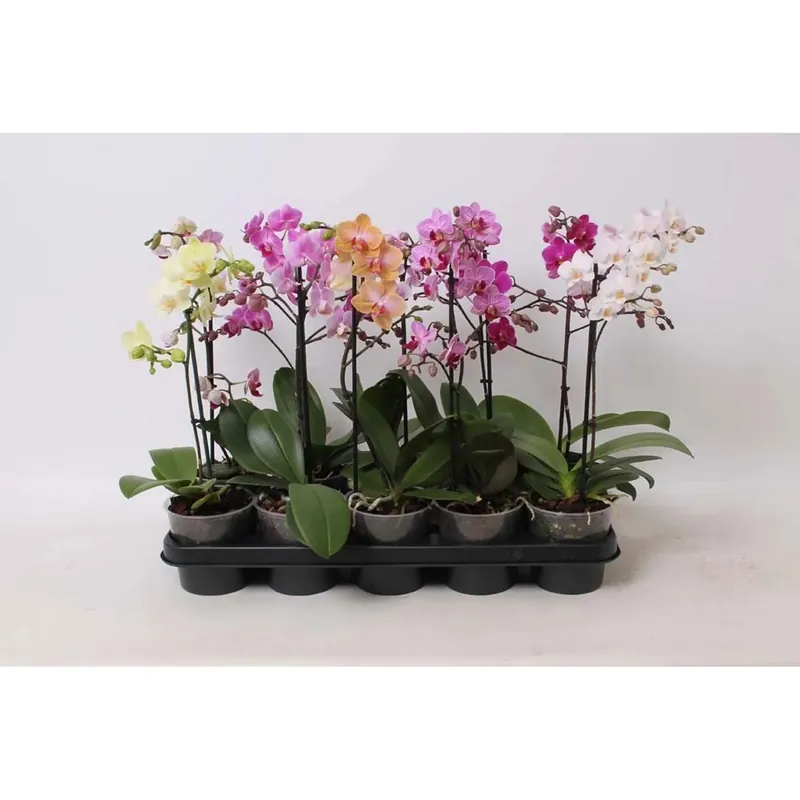 Phalaenopsis Vaso 12 cm