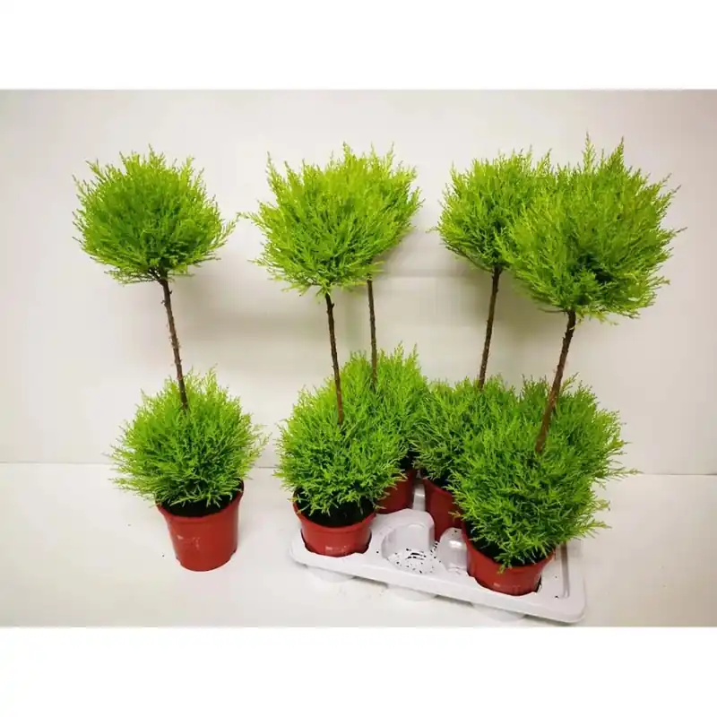 Cupressus Wilma piramide vaso 17 cm
