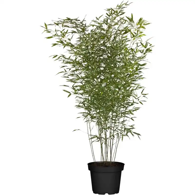 Phyllostachys Aurea vaso 24 cm