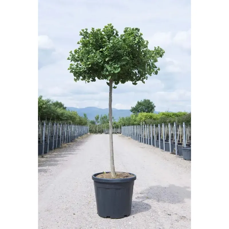 Ginkgo biloba `Mariken`