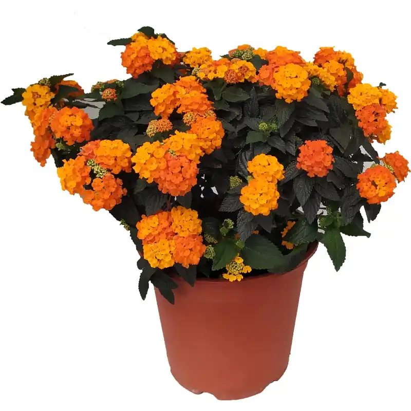Lantana vaso Ø cm 19