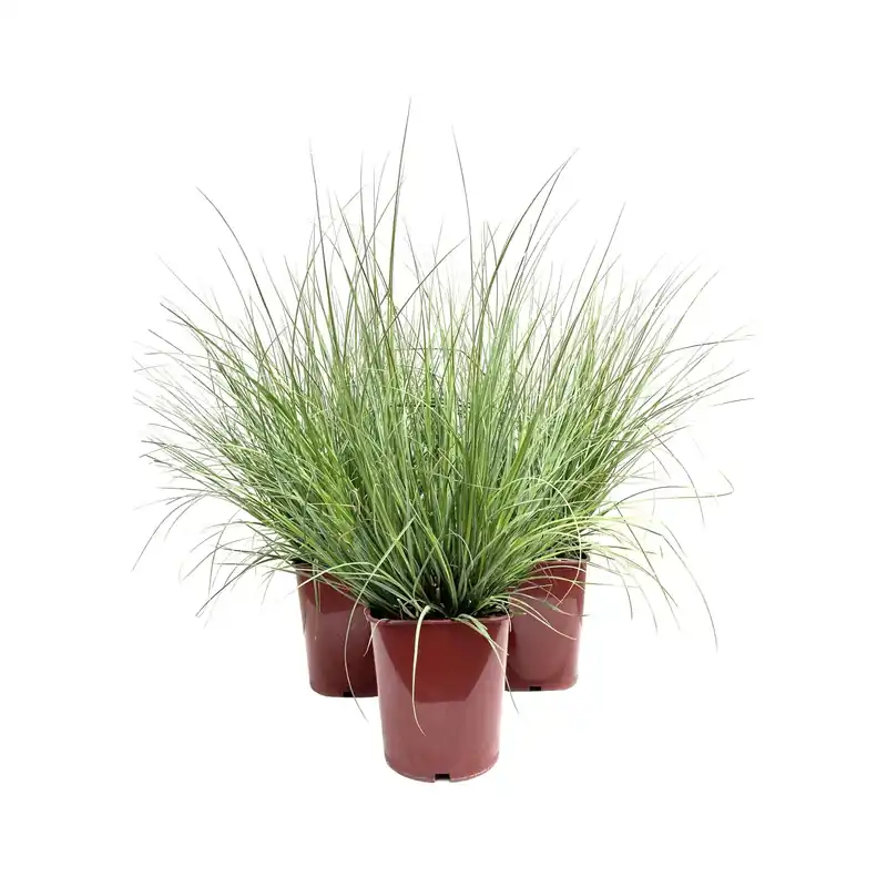 Cortaderia selloana "Pumila" LV 11