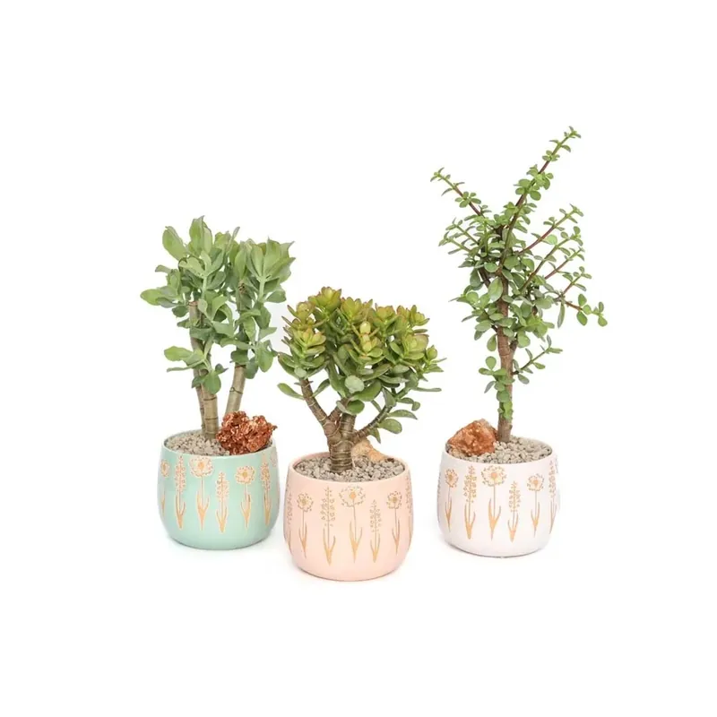 Alberello Pianta grassa Bonsai vaso
