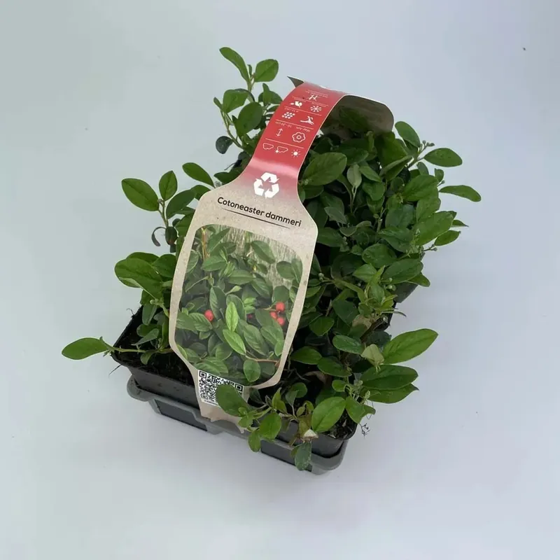 Cotoneaster R Dammeri Miranda vaso 9 cm