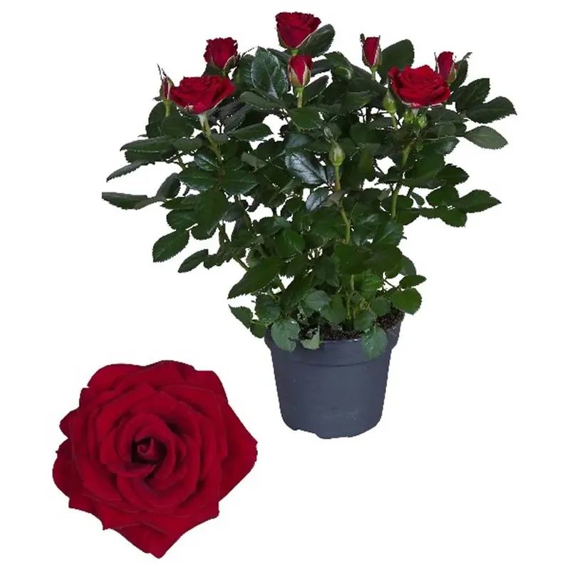 Rosa fiore grande Rosso vaso 13 cm