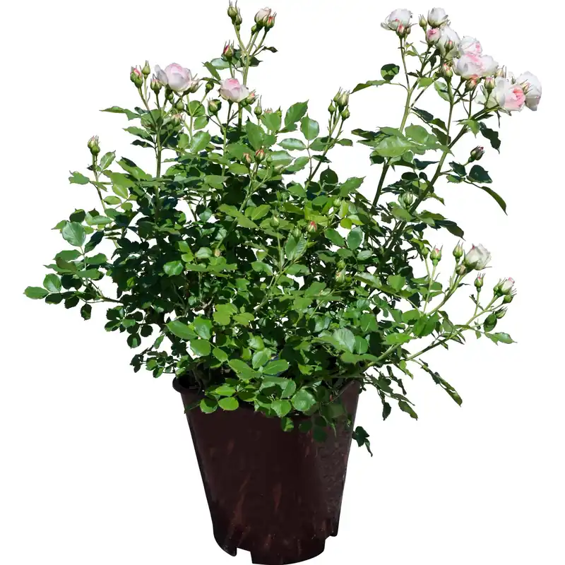 Rosa a cespuglio di diversi colori