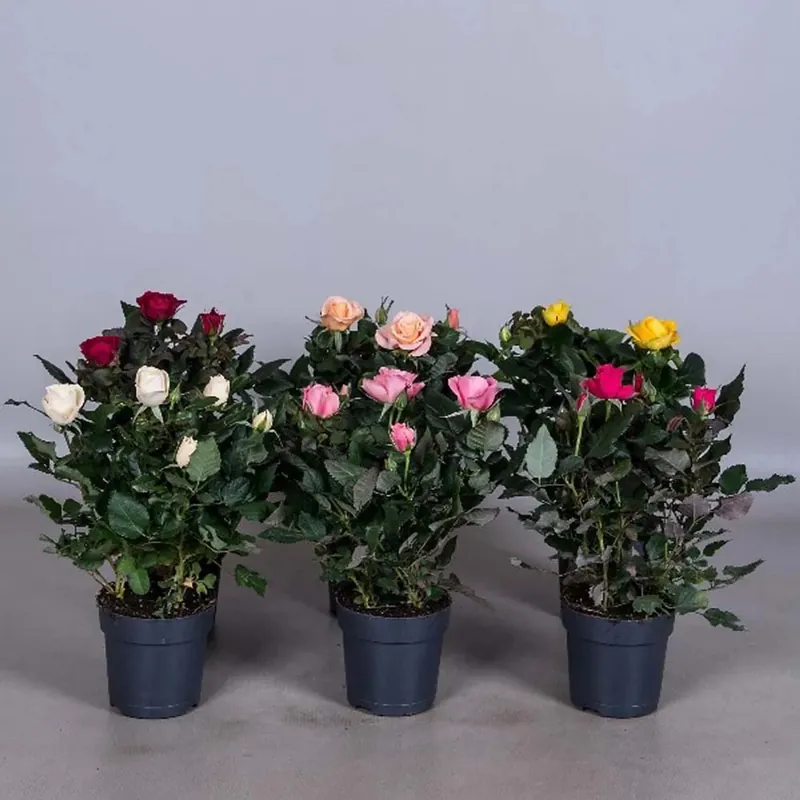 Rosa fiore grande mix vaso 10,5 cm