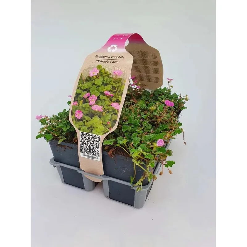 Erodium Bishop Forma vaso 9 cm