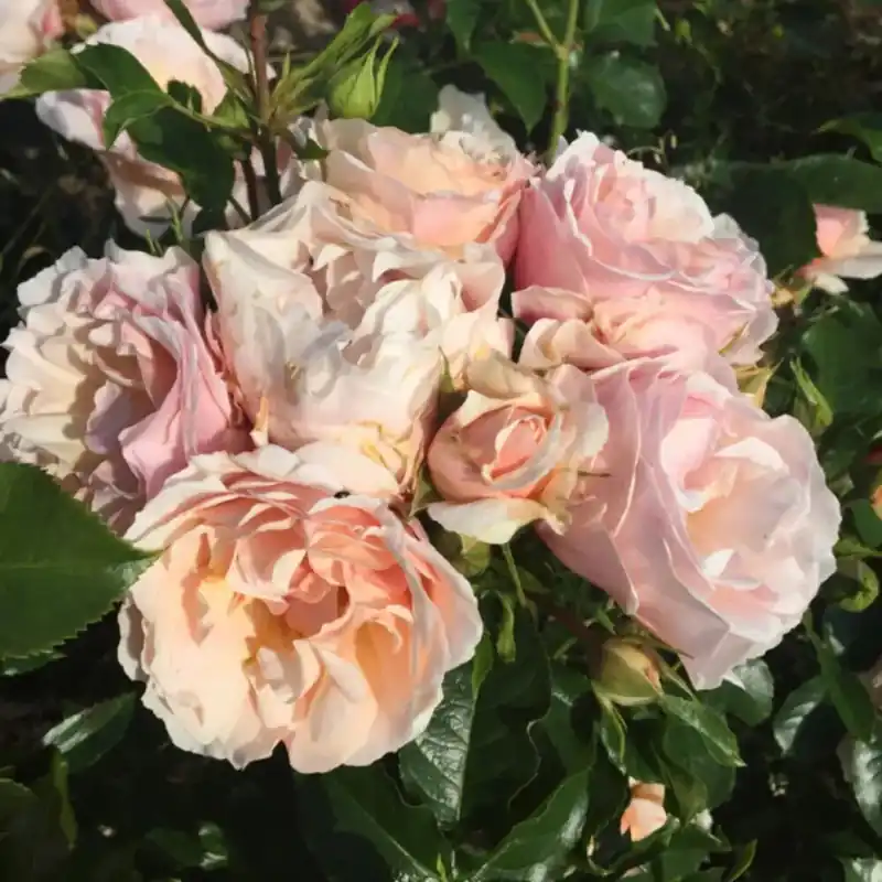 Rosai "Jardin des Tuileries" cespuglio LV6