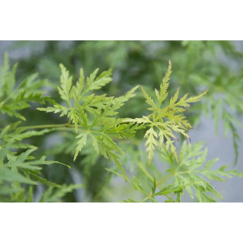 Acero palmato dissectum Seiryu ramificato h 100/125 cm