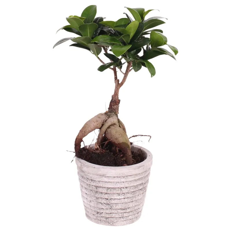 Bonsai Ficus Ginseng in vaso di cemento Ø ca. 11 cm