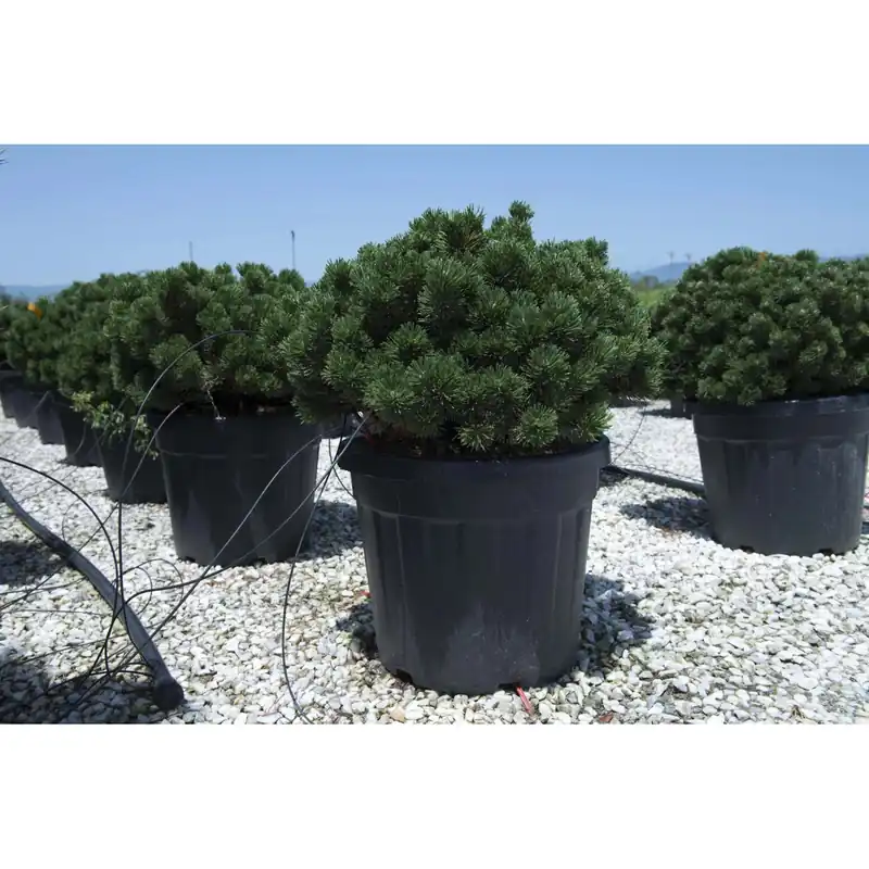 Pinus mugo `Sherwood Compact`