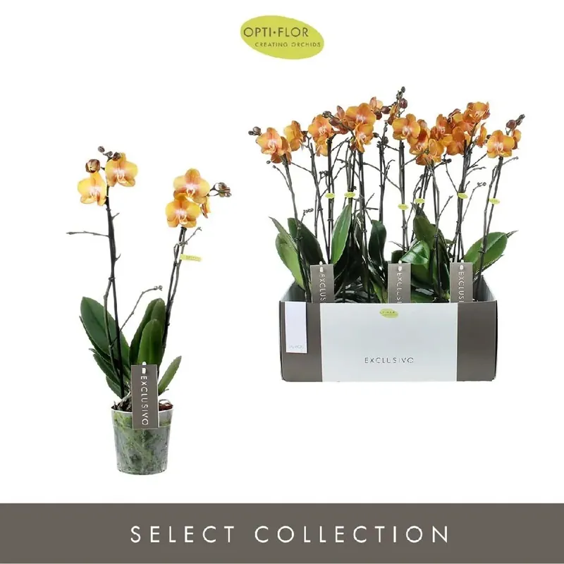 Phalaenopsis Lasvegas3 Vaso 12 cm