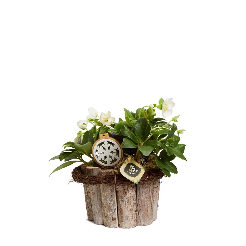 Helleborus composizione legno Ø cm 20