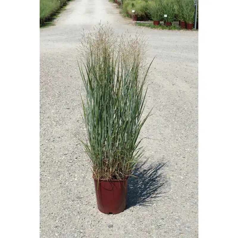 Panicum virgatum `Heavy Metal`