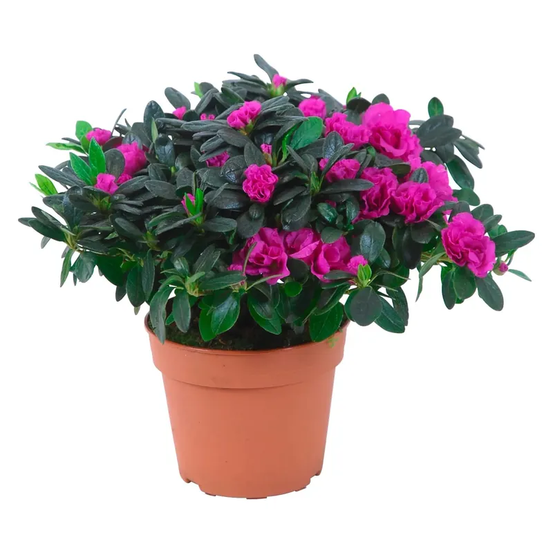 Azalea da appartamento Lilla vaso Ø ca. 14 cm