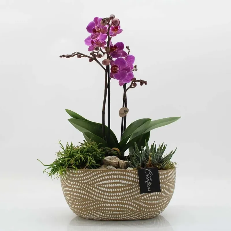 Phalaenopsis Multiflora In Vaso 17 cm