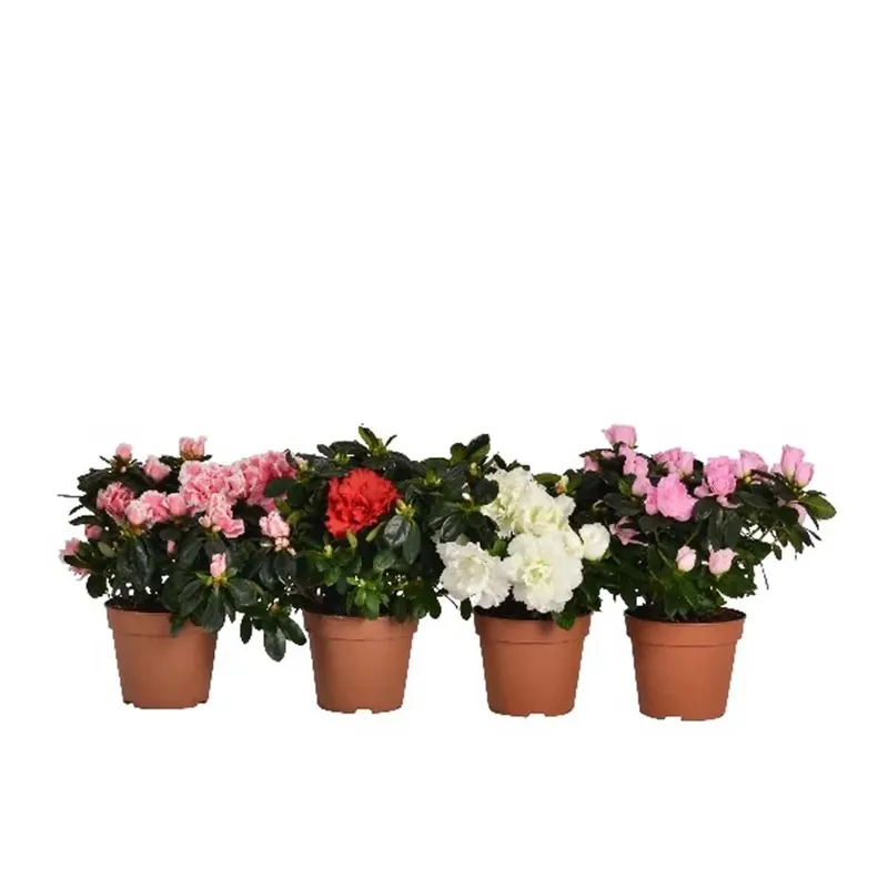 Azalea Rhododendron Mix vaso 12 cm