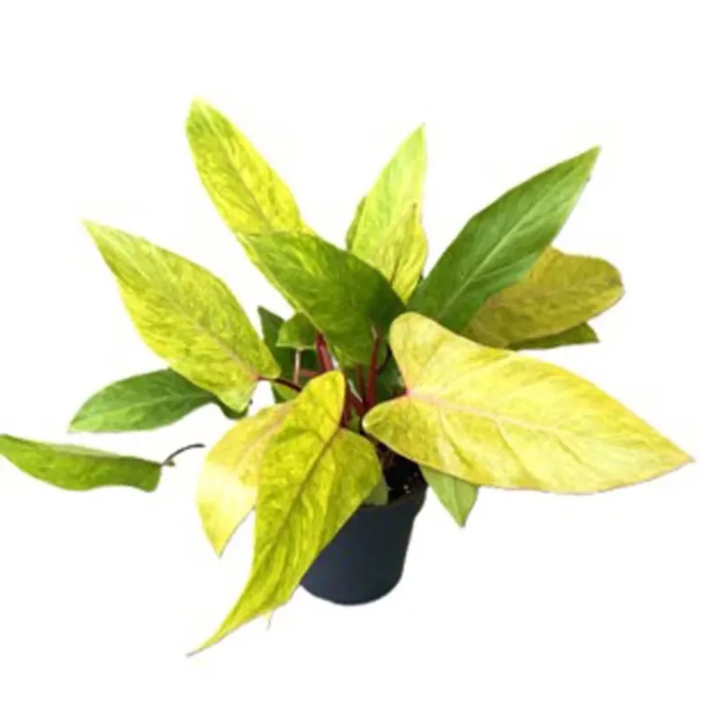 Philodendron Painted Lady Vaso 19 cm