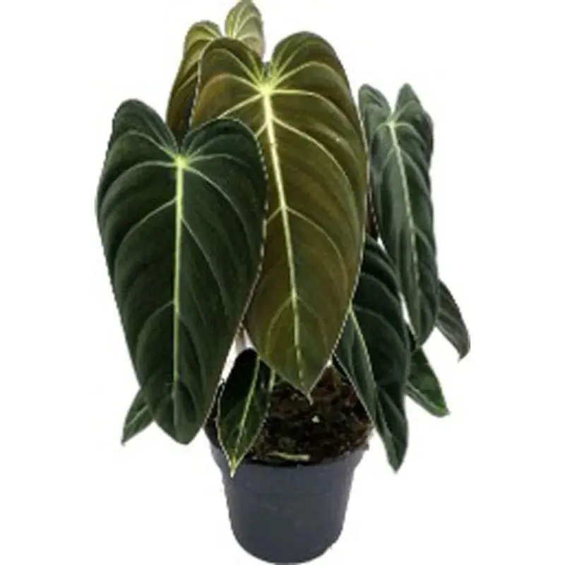 Philodendron Melanochrysum Vaso 17 cm