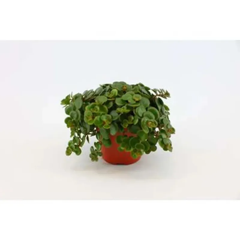Sedum Makinoii vaso 12 cm