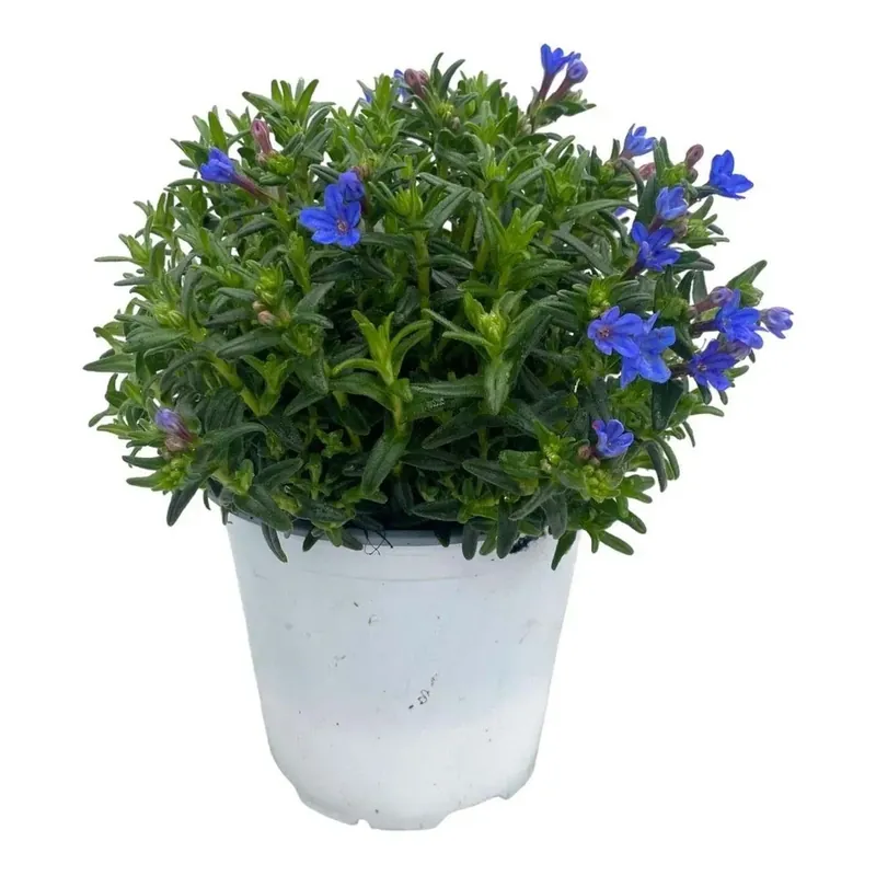 Lithodora vaso 14 cm