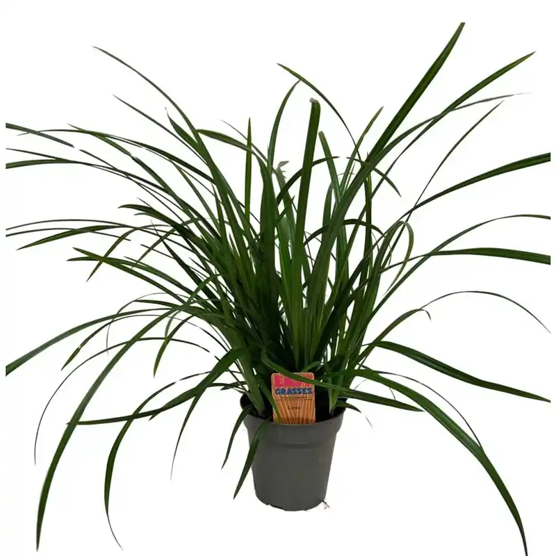 Carex Morrowii Irishgreen vaso 13 cm