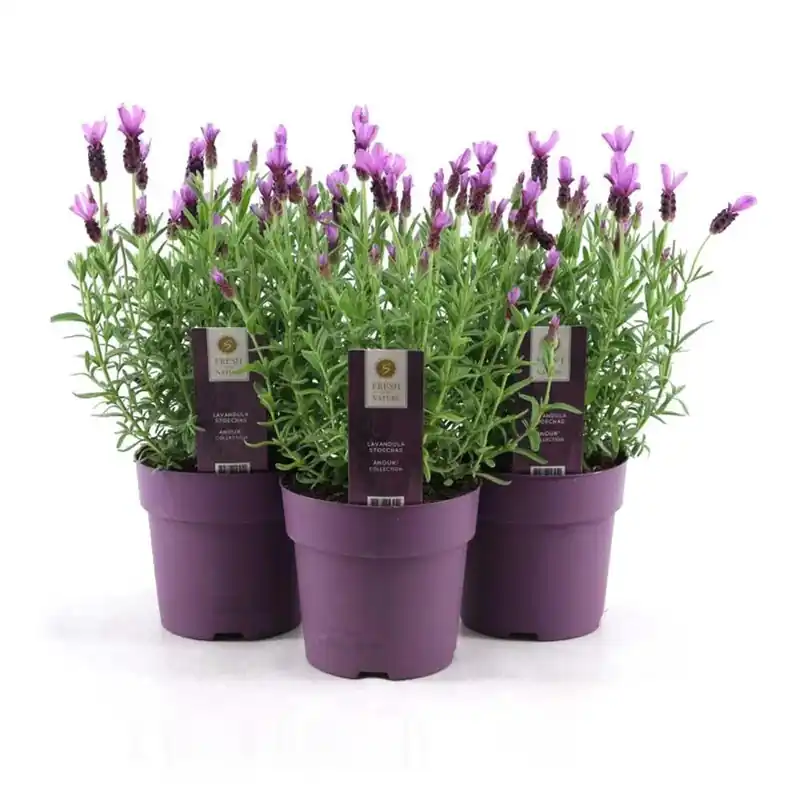 Lavandula Stoechas A Anouk vaso 15 cm