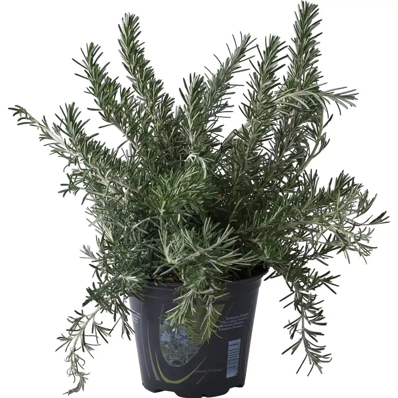 Pianta di Rosmarino Prostrato vaso 14 cm