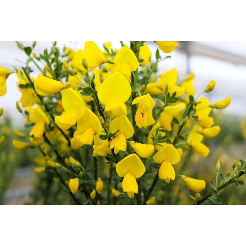 Cytisus praecox e scoparius - Ginestre colorate