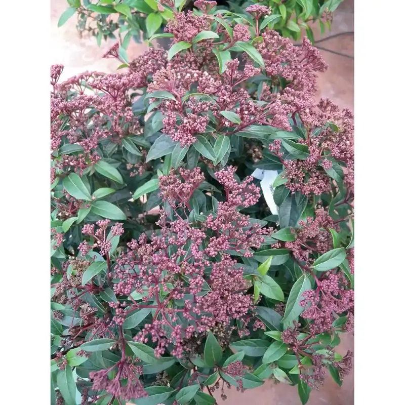 Rosa `Thomas A. Becket`