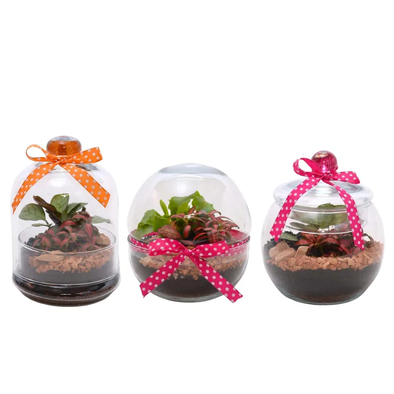 Composizione Terrarium sfera di design Ø 16 cm