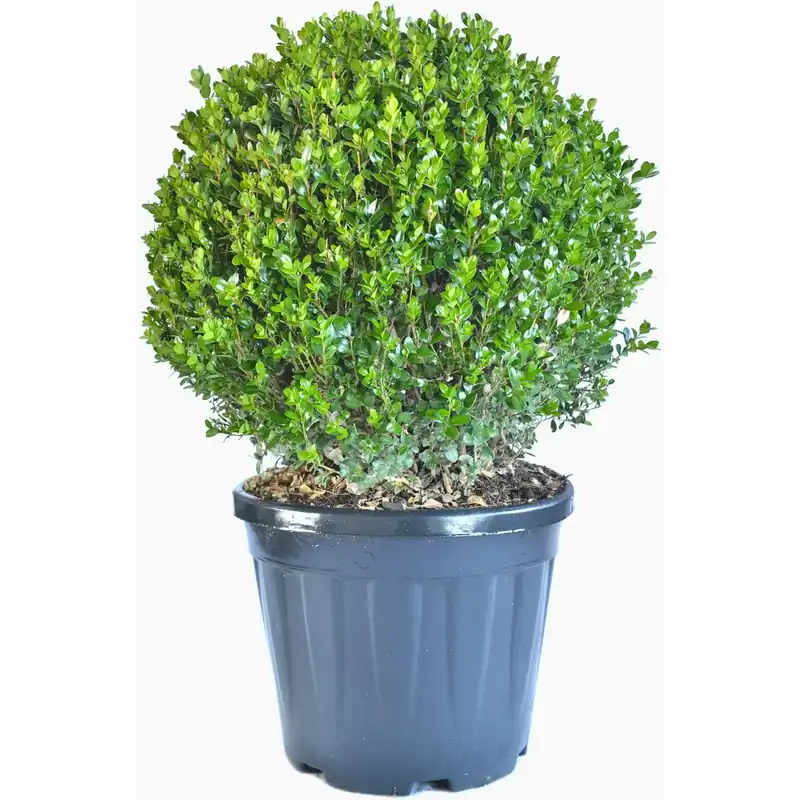 Bosso forma a palla h 25/30