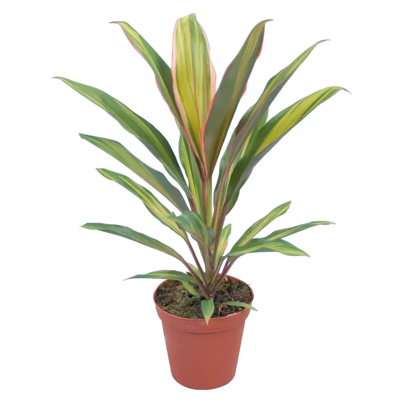 Cordyline con vaso Ø 12 cm