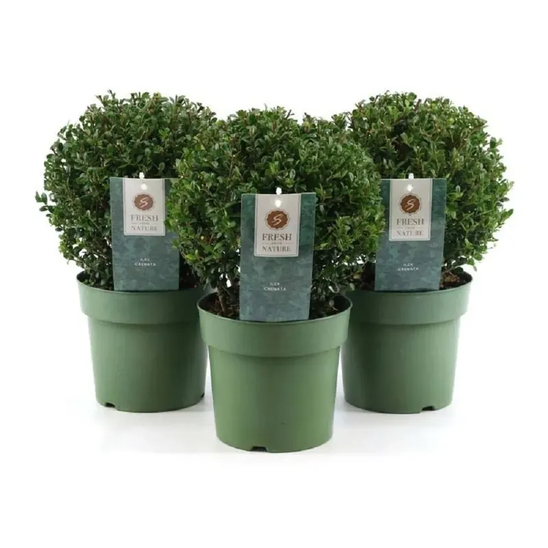 Jenny Ilex crenata vaso Ø 20 cm