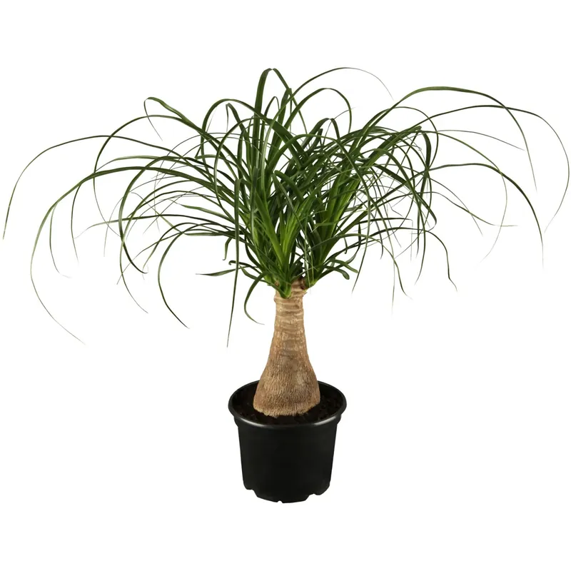 Beaucarnea recurvata vaso Ø 17 cm