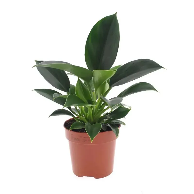 Philodendron Black Cardinal vaso 12 cm