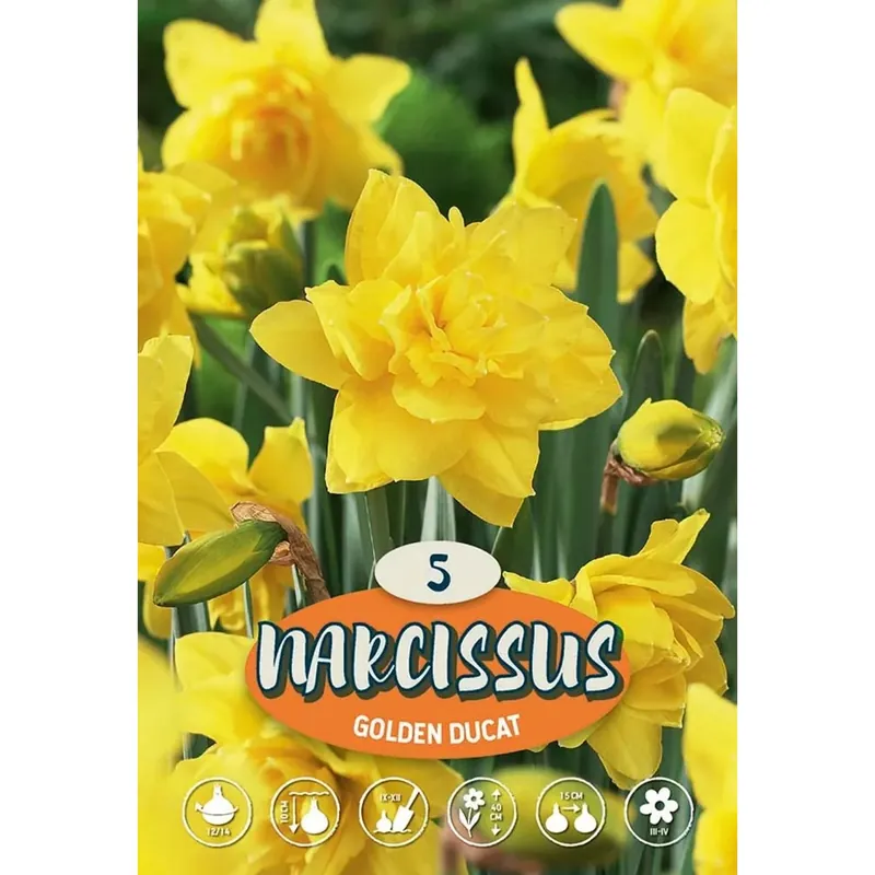 Narciso Golden Ducat