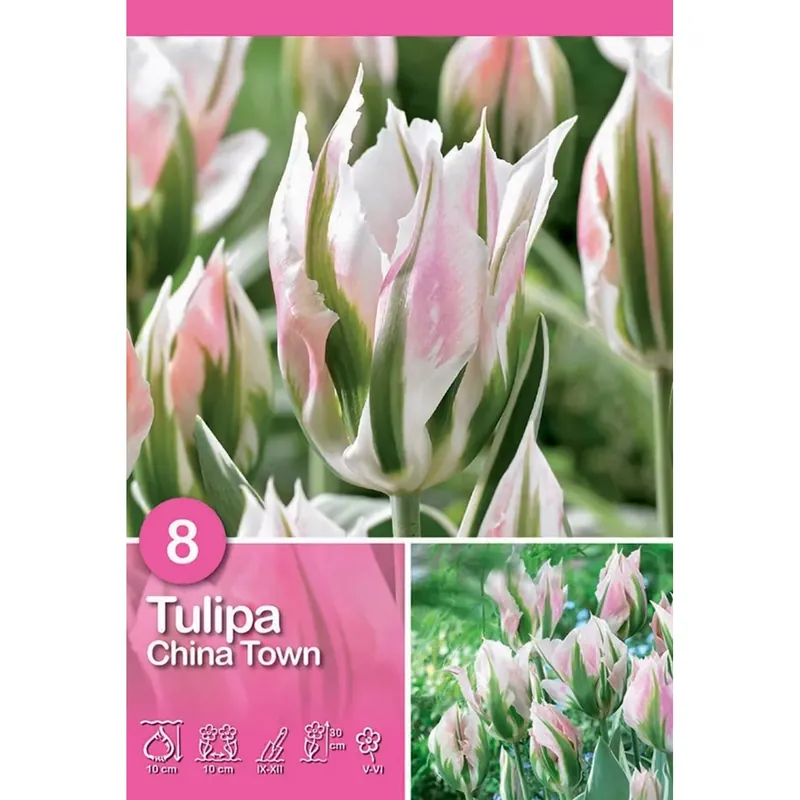 Tulipano China Town 8 pz