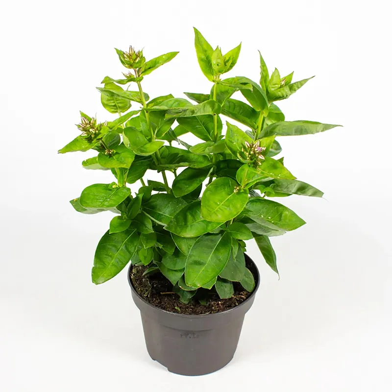 Flox perenne H ca. 22 cm vaso 13 cm