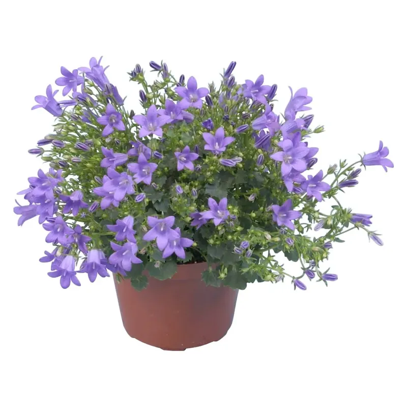 Campanula "Get Mee" blu vaso Ø ca. 10,5 cm